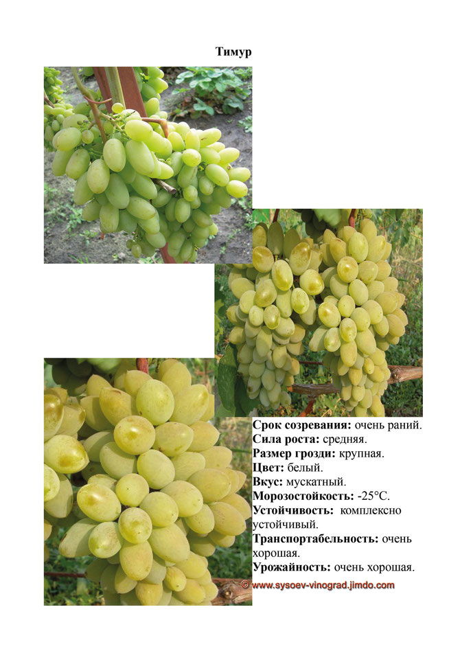 Виноград красотка: описание сорта