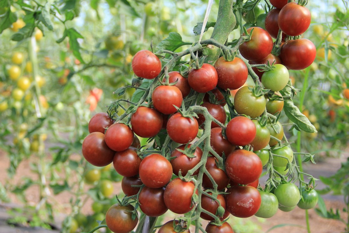5 сортов фруктовых томатов черри — самых сладких и ярких. описание, фото — ботаничка.ru
