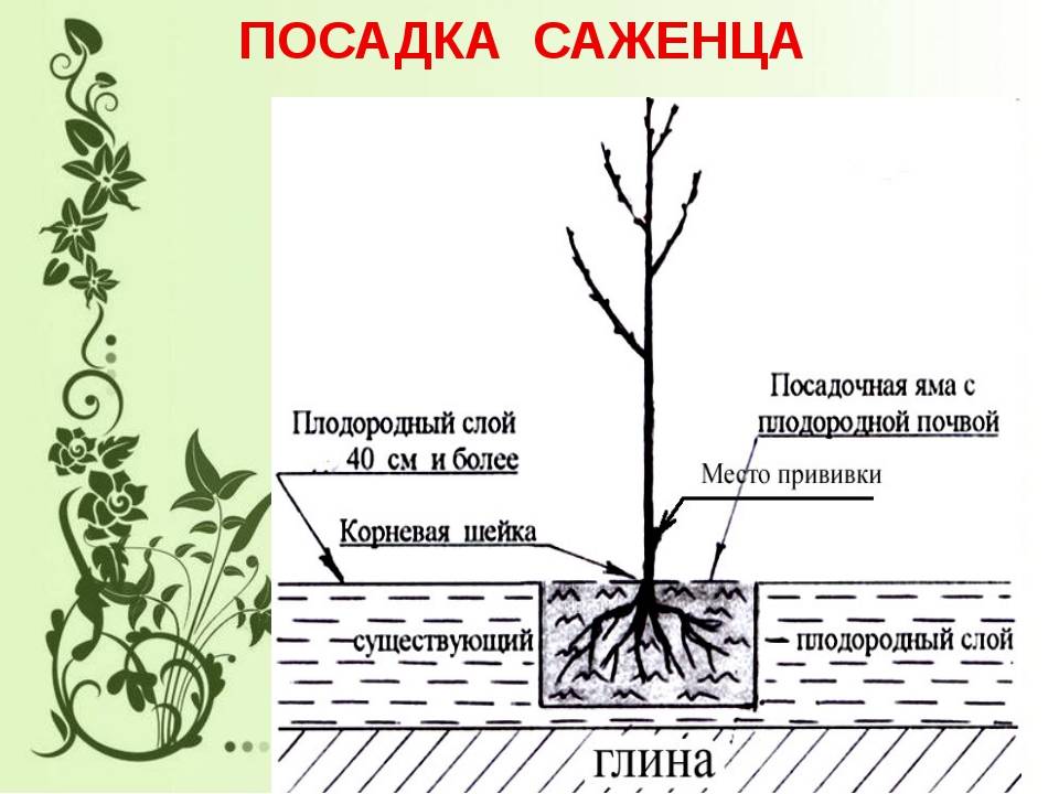 В питомнике растут саженцы вишни груши яблони и сливы на диаграмме слева показано число вишен