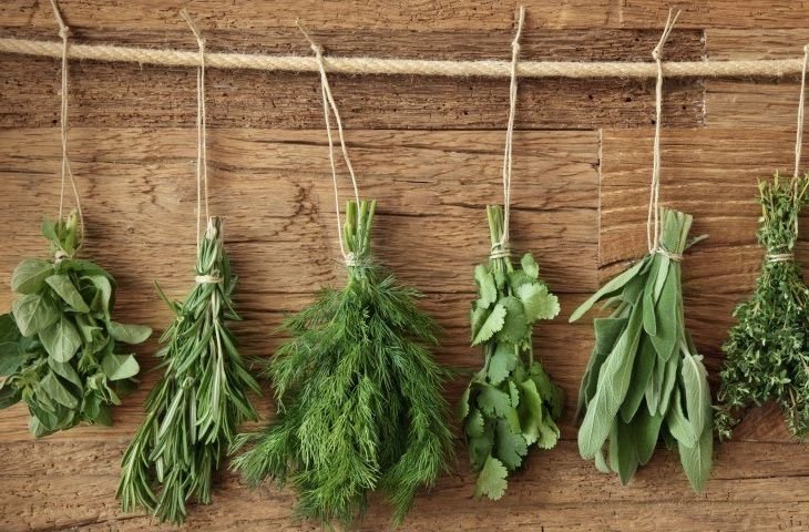 Как вырастить идеальный тимьян на подоконнике – все нюансы выращивания из семян и веточек