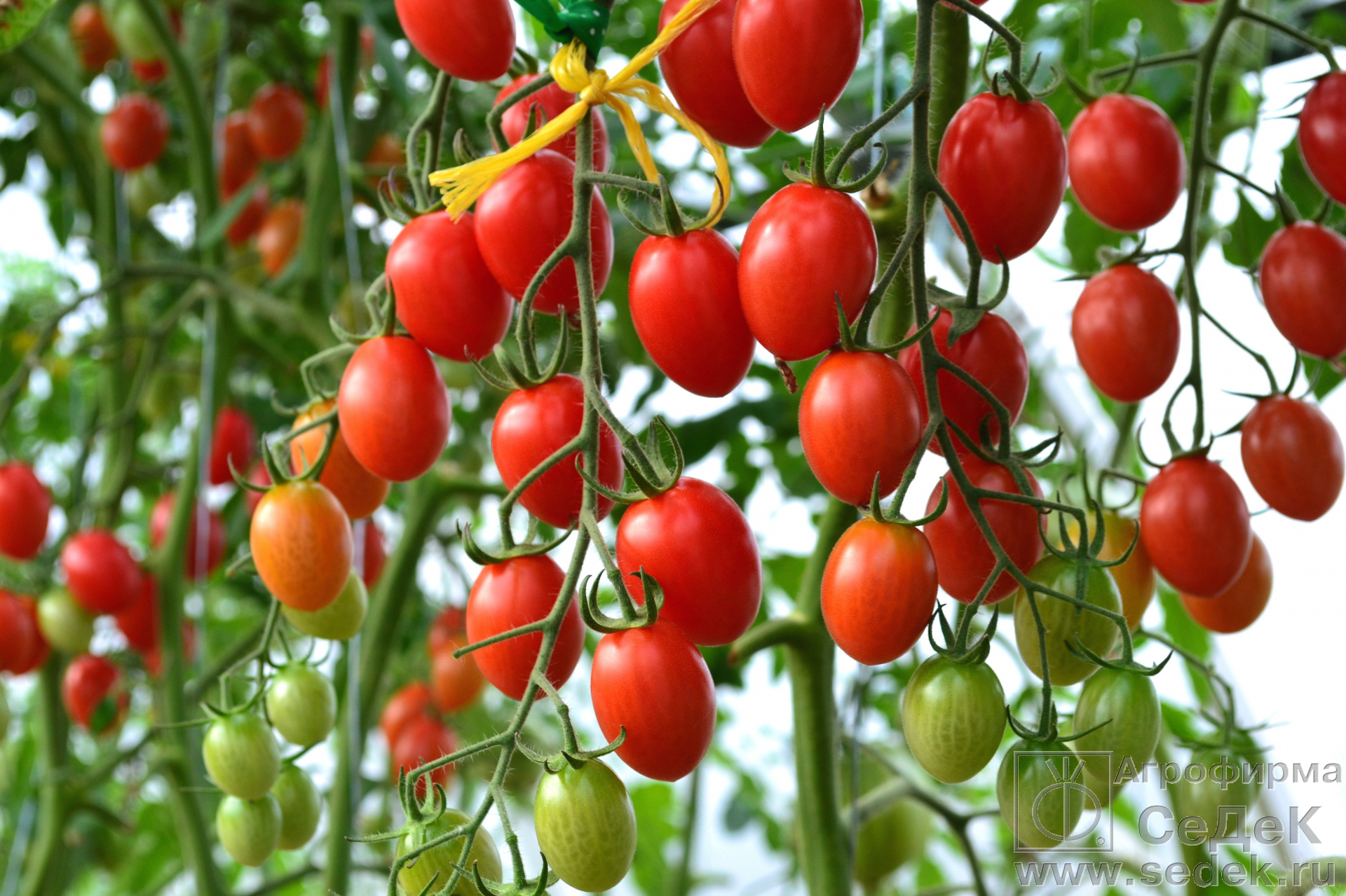 Томат "спрут f1": характеристика и описание сорта помидор с фото, отзывы, помидорное дерево спрут в открытом грунте