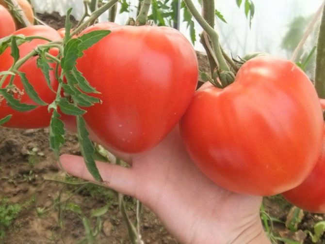 Формирование томатов: 105 фото формирования томатов в теплице и на открытом грунте