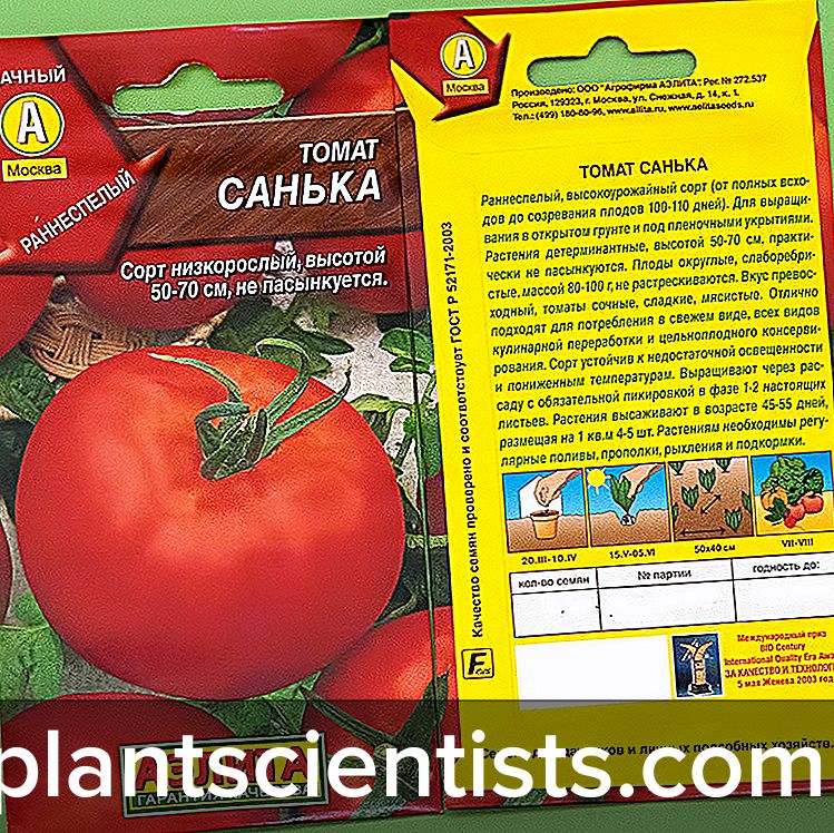 Описание сорта томата улиссе, особенности выращивания и ухода