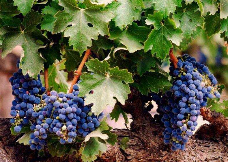 Виноград вэлиант - особенности посадки и ухода за сортом