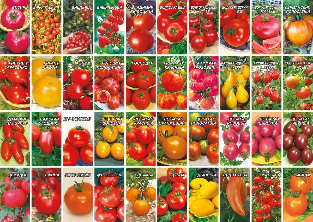 Лучшие сорта томатов для сибири и урала | tomatland.ru