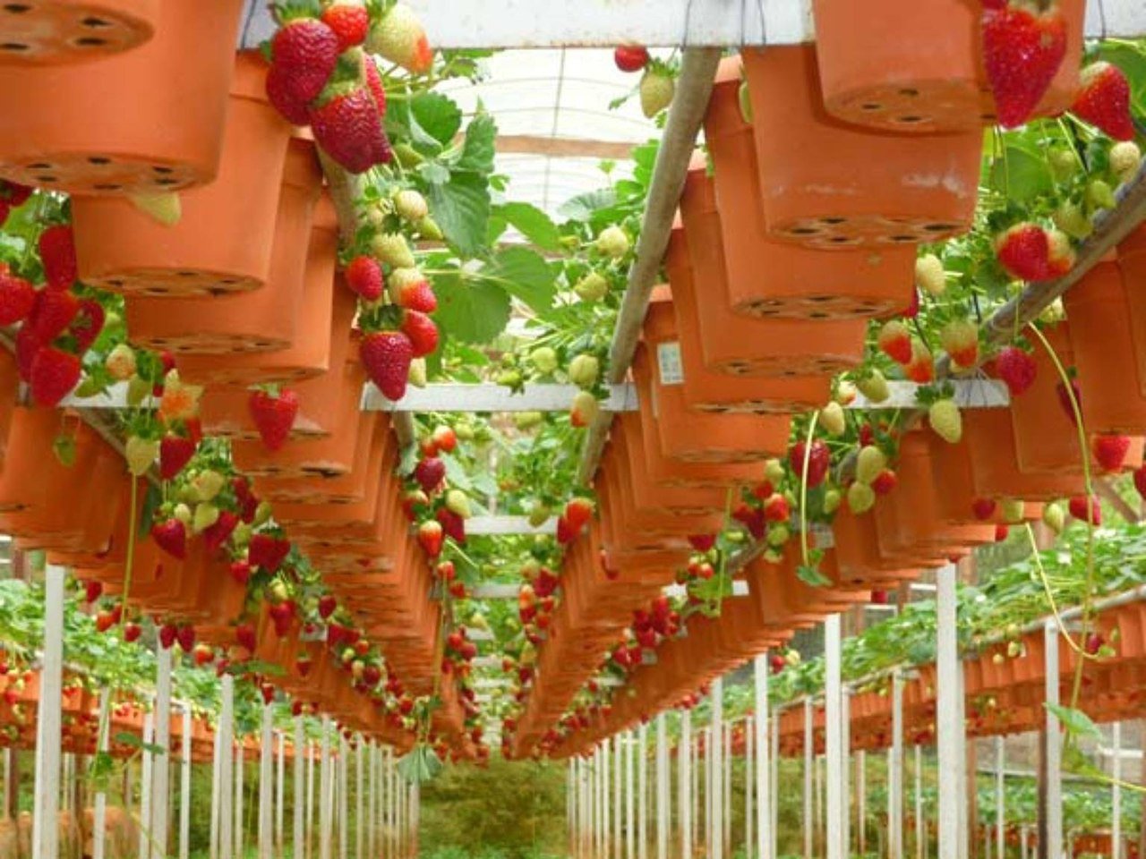 Пошаговая инструкция выращивания томатов по голландской технологи