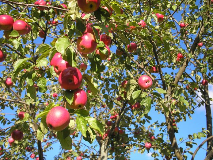Сорт яблони яблочный спас: описание, фото