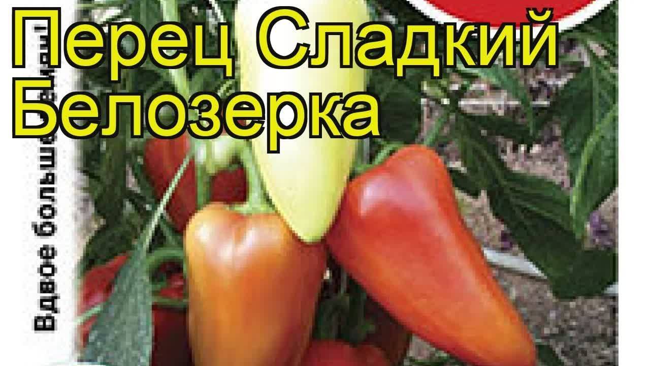 Перец белозерка: топ советы по выращиванию, отзывы, фото, видео