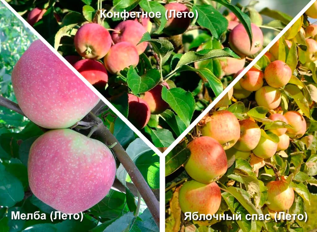 Яблоня "яблочный спас": описание, фото и отзывы