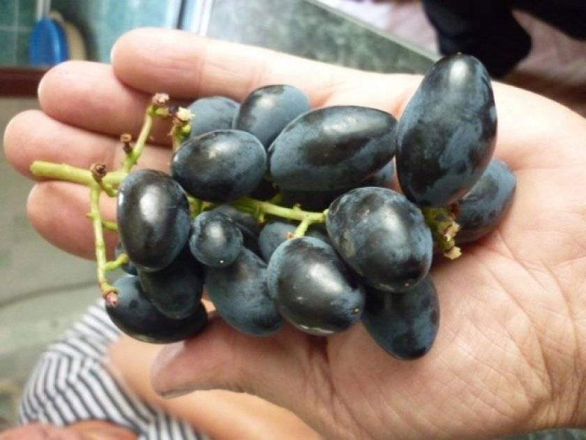 Виноград ромбик | описание сорта - фото - купить саженцы – саженец.com.ua