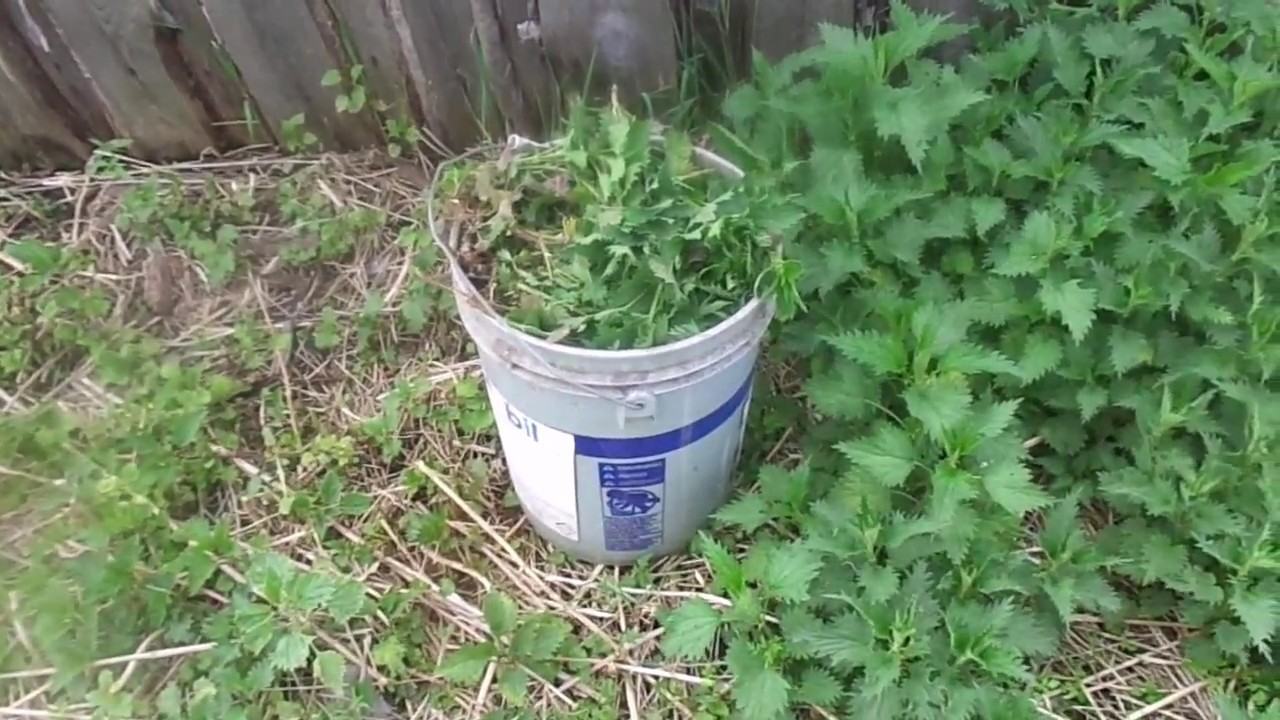 Как использовать крапиву в качестве удобрения и какие растения можно подкармливать