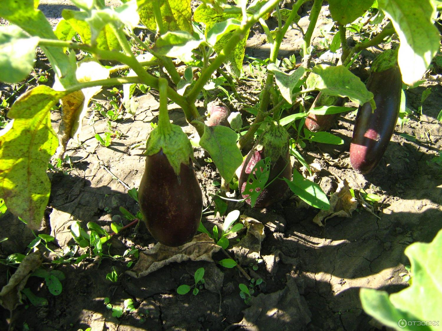 Как растут баклажаны в открытом грунте фото рост