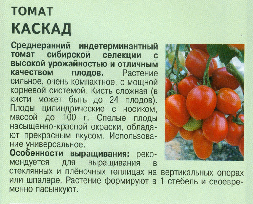 Детерминантный и индетерминантный сорт помидор – что это?