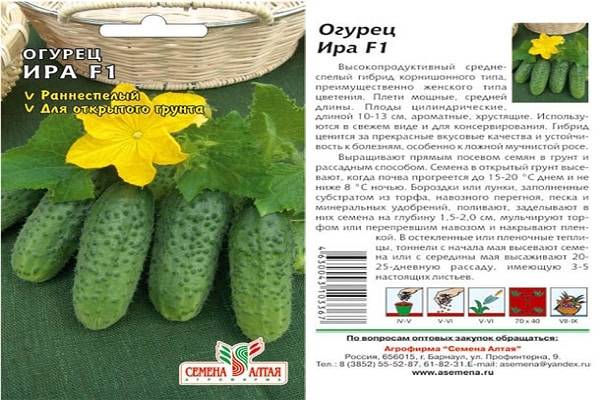 Огурец сибирский букет: описание, выращивание, уход, фото