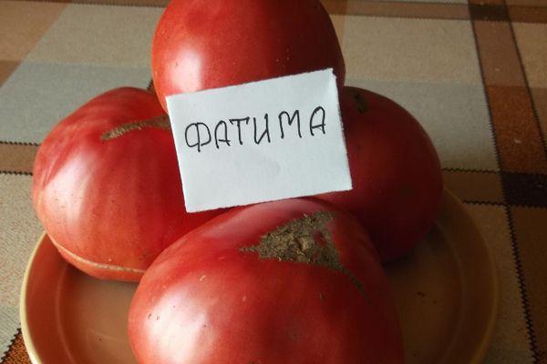 Подробное описание сорта томатов Фатима и особенности выращивания в открытом грунте