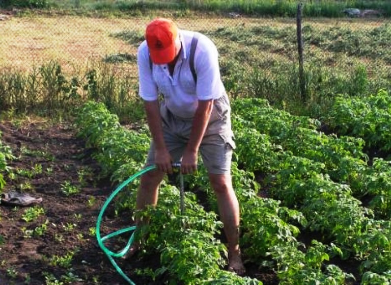 Выращивание картофеля от посадки до урожая – 9 шагов к большим результатам – 4 сезона огородника