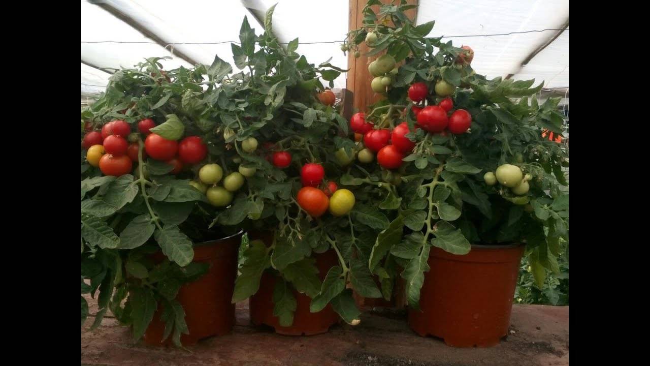 Какие сорта помидоров лучше сажать на балконе - сам себе сад