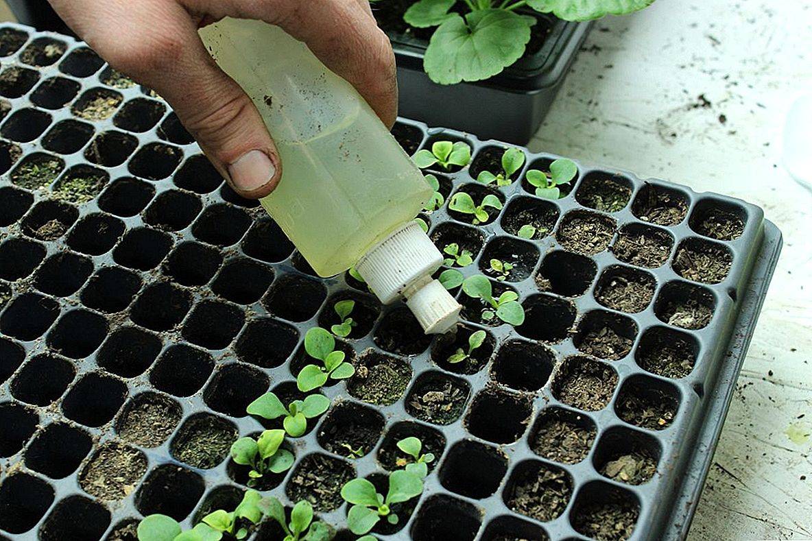 Лобелия: выращивание из семян. когда сажать?