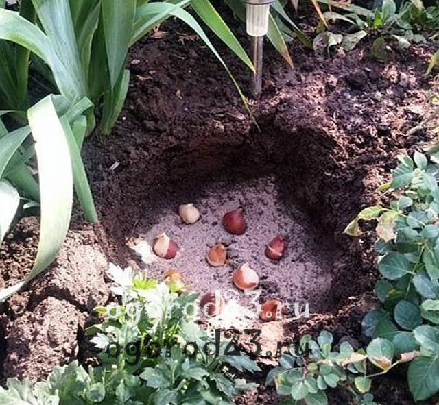Можно ли посадить тюльпаны в марте. Корзинки для тюльпанов для посадки. Посадка тюльпанов в корзины. Посадка тюльпанов в корзины для луковичных осенью. Приспособление для посадки луковичных.