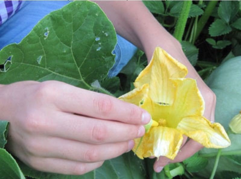 Выращивание тыквы: хитрости и секреты урожая - дачные советы.ру