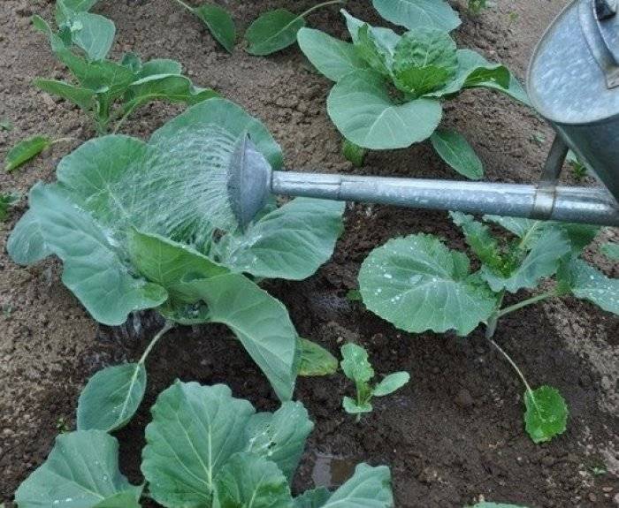 Как часто поливать капусту в открытом грунте и как правильно это делать