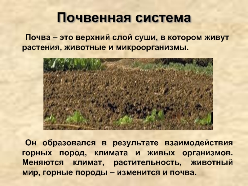 Влияния почв на растительность. Плодородие почвы. Степень плодородности почвы.