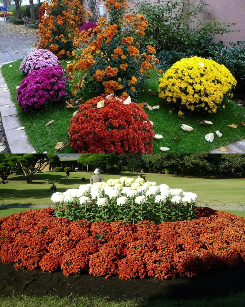 Клумбы из бархатцев (21 фото): идеи для оформления клумб на даче и в саду. с какими другими цветами сочетаются бархатцы? красивые примеры