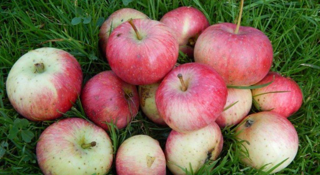 Описание позднезимней яблони белорусское сладкое