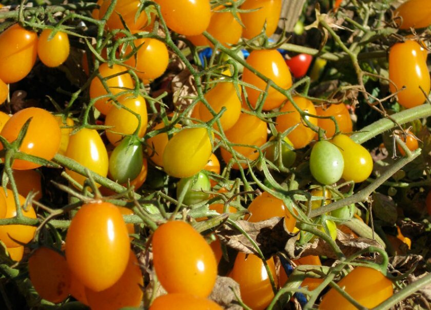 Томат медовая капля: фото, описание и характеристики сорта, особенности выращивания помидоров русский фермер