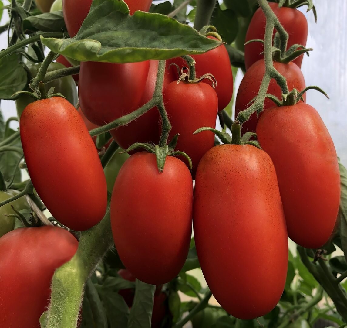 Лучшие сорта томатов для ростовской области 2021