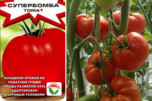 Описание томата Супербомба и его характеристики, выращивание
