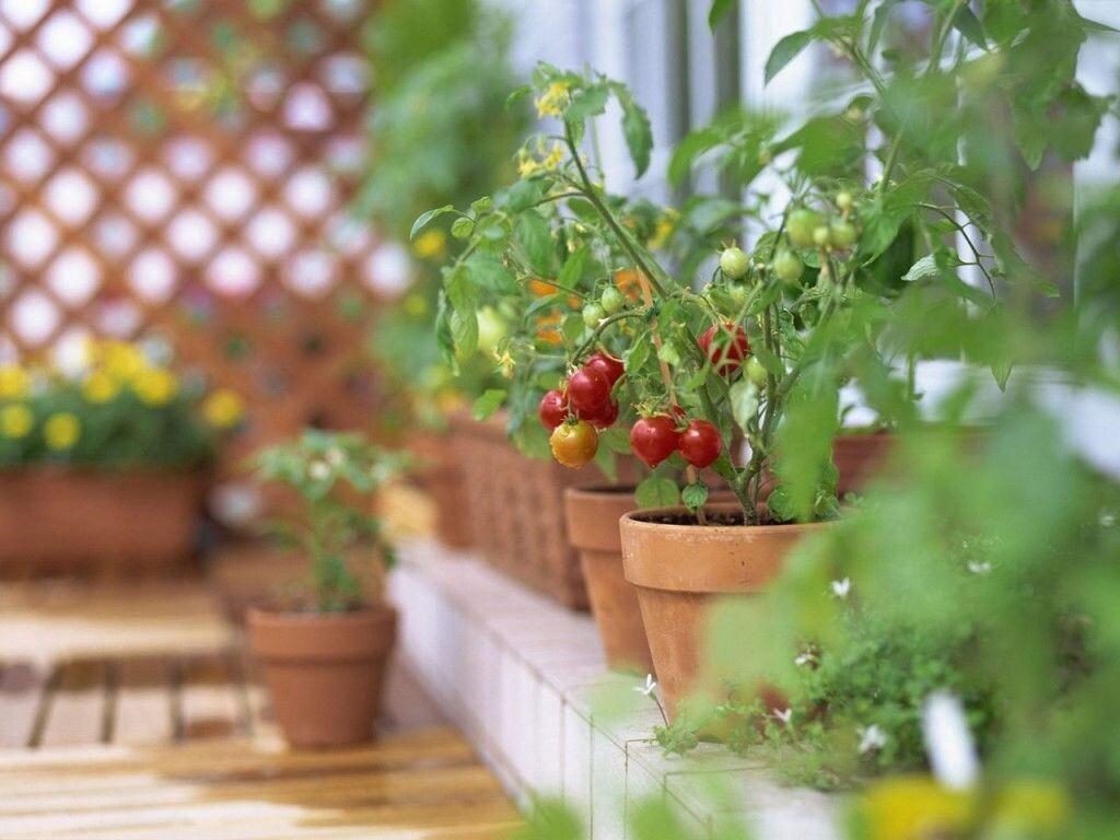 Как вырастить помидоры черри в домашних условиях, на подоконнике зимой, а также на балконе? преимущества сорта и уход русский фермер