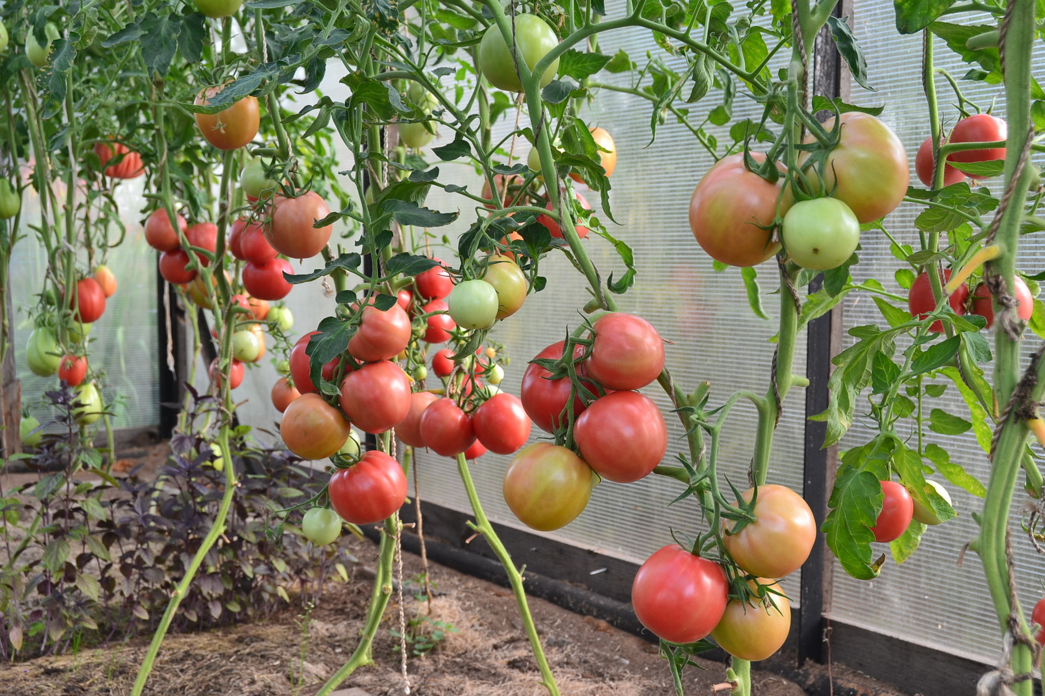 Высокорослые помидоры: технология выращивания томатов