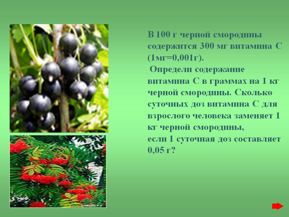 Смородина - польза и вред красной и чёрной смородины