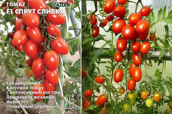 Правильная посадка и характеристика томатов «рапунцель»