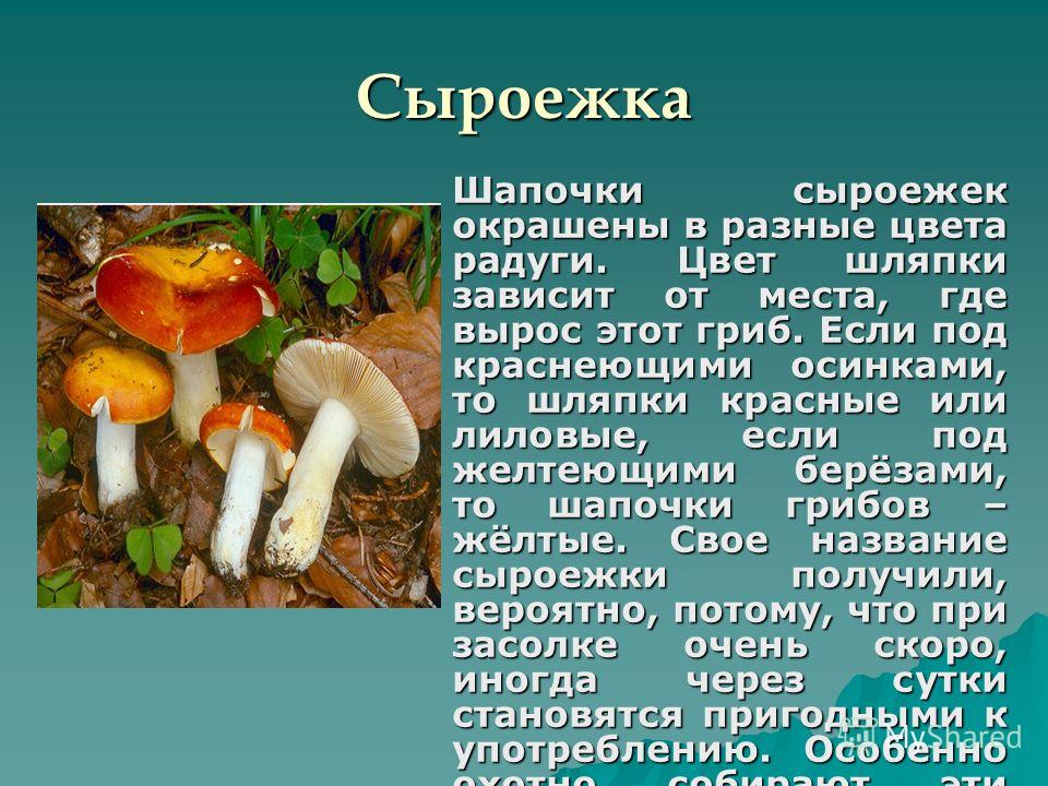 Собираем грибы – мини энциклопедия грибов беларуси