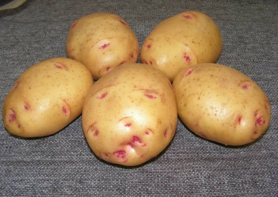 Картофель аврора