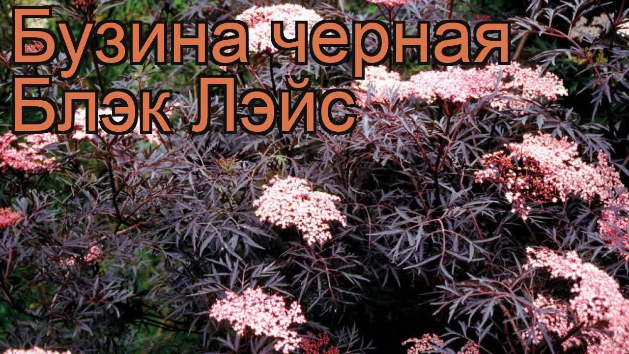 Бузина черная: описание с фото и видео, польза и применение, выращивание и уход за кустарником