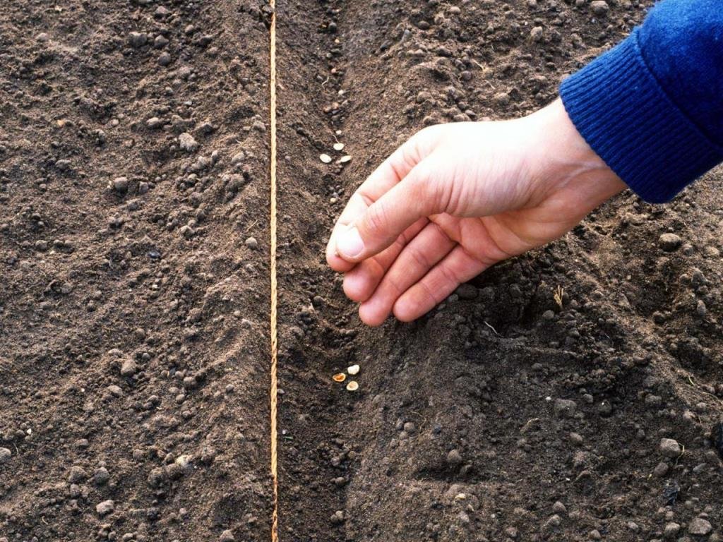 Можно ли сеять базилик под зиму и как правильно проводить посадку