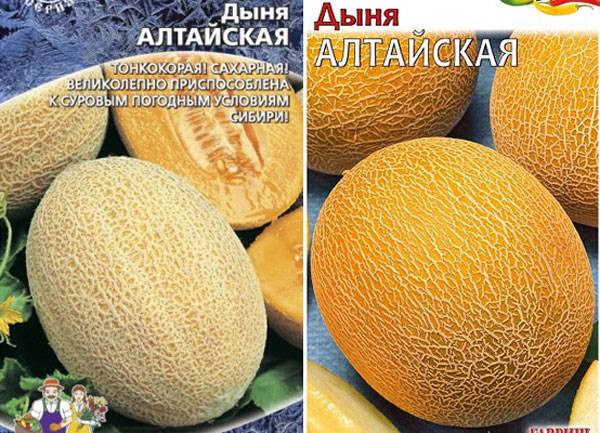 Сладкая и ароматная узбекская дыня «гуляби»: как выбрать и как вырастить самостоятельно