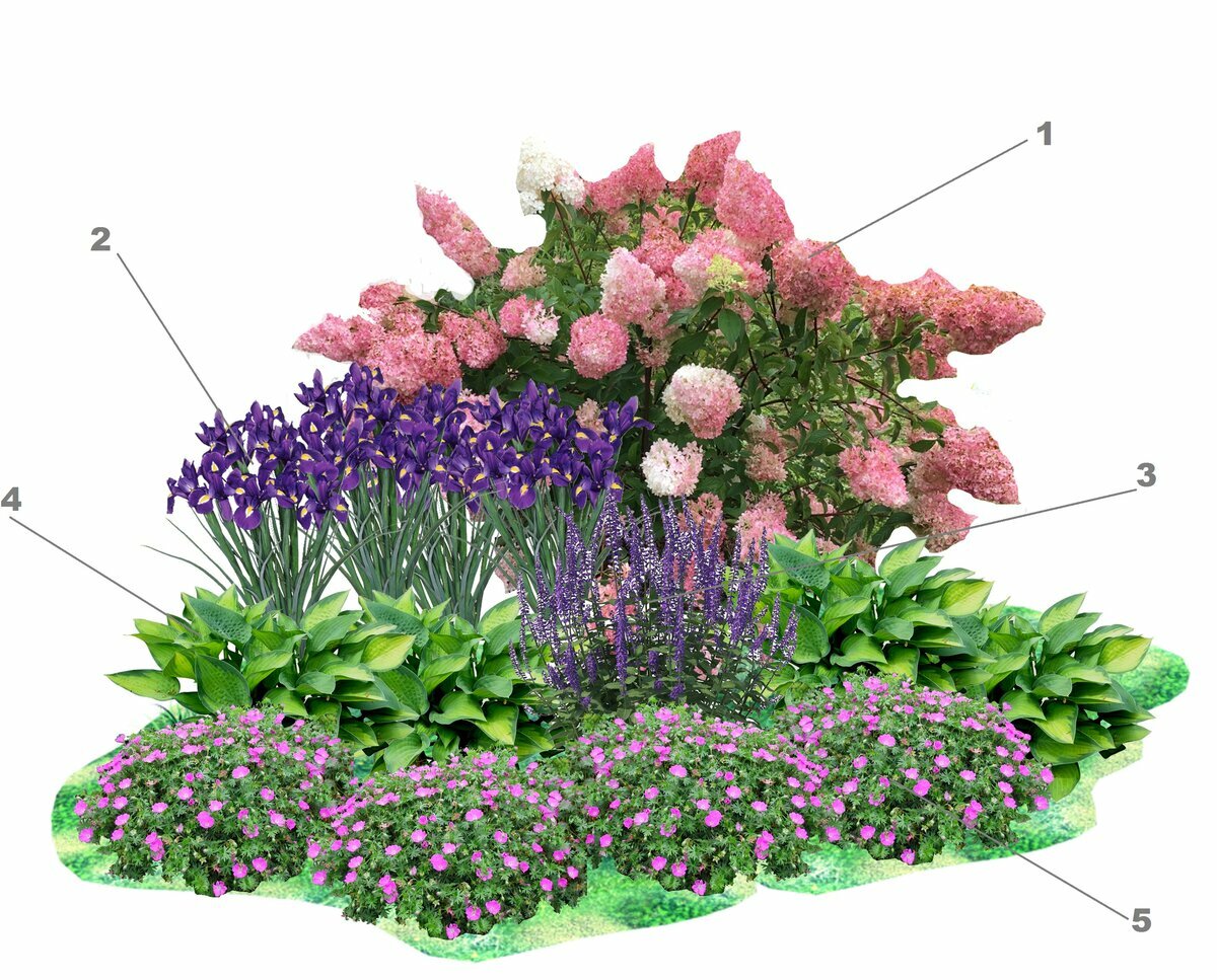 Схемы клумб непрерывного цветения: существующие схемы, перечень растений, создание клумбы своими руками