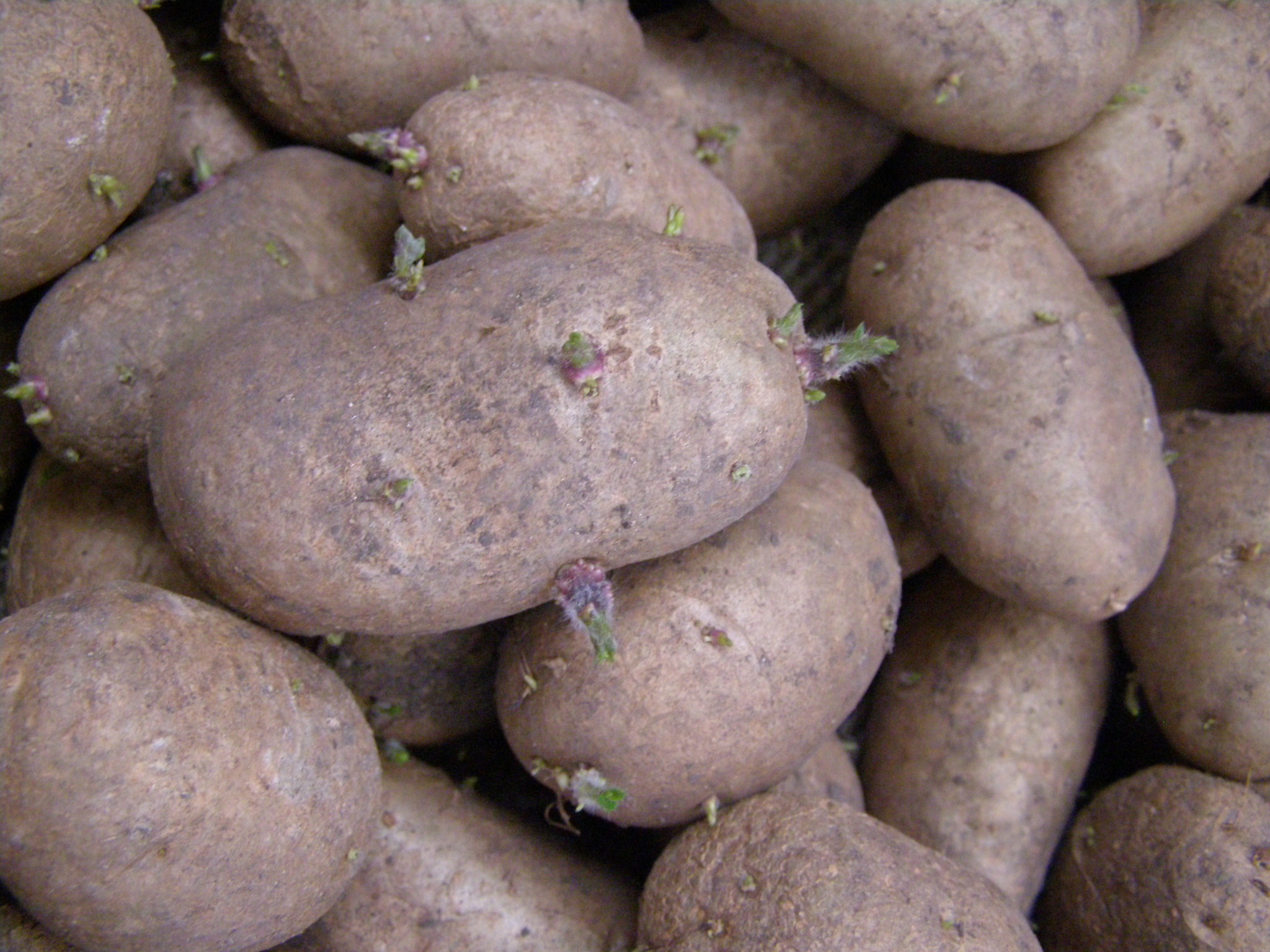 Голландская технология выращивания картофеля: способ посадки на даче, как садят по этому методу, техника как вырастить картошку