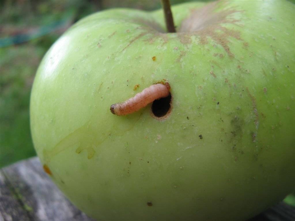 Вредители яблонь и борьба с ними
