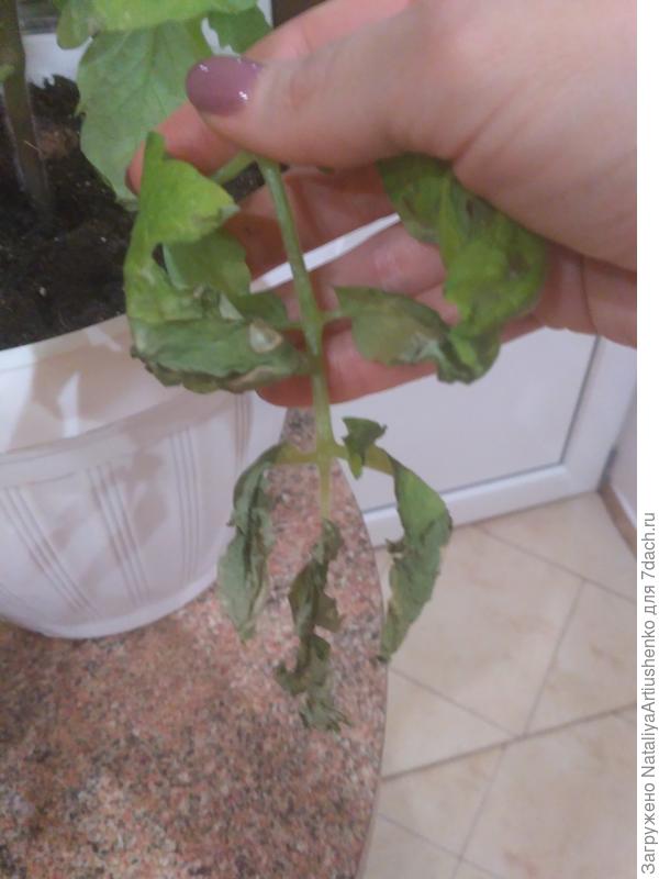 Почему у помидор скручиваются листья у рассады: что делать с проблемой и видео