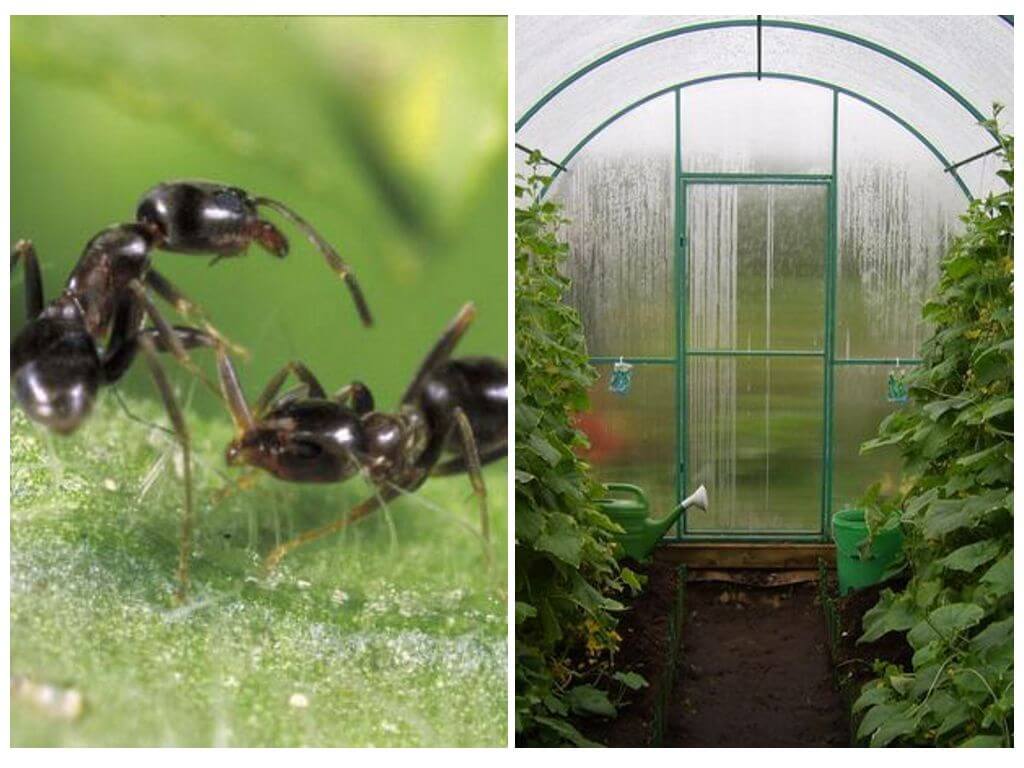 Как быстро избавиться от муравьев в теплице с огурцами, что делать?
