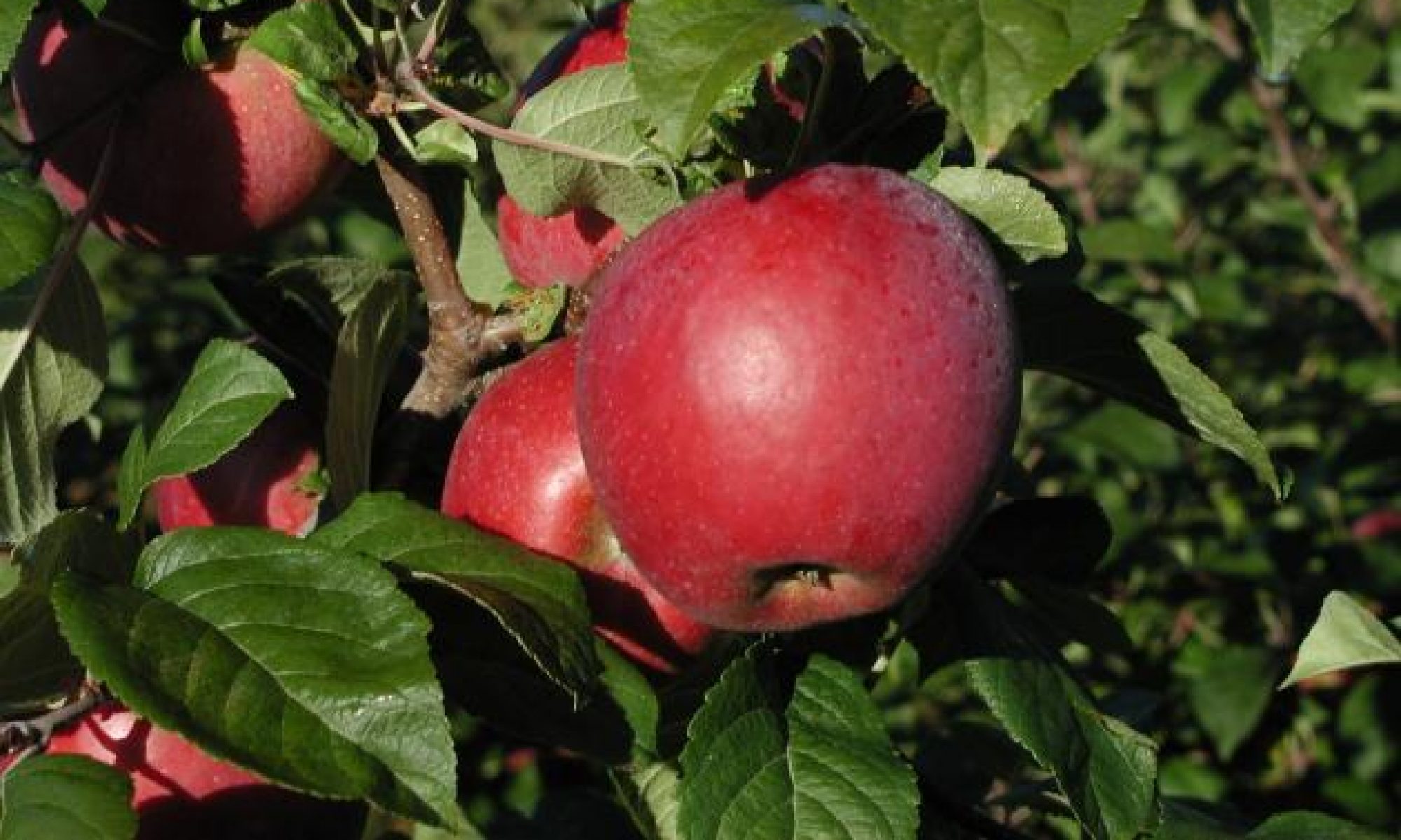 Сорт яблони Кремса
