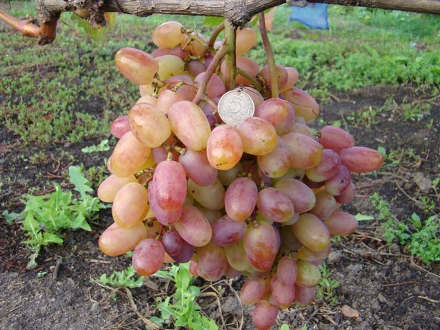 Виноград ризамат: описание сорта с характеристикой и отзывами, особенности посадки и выращивания, фото