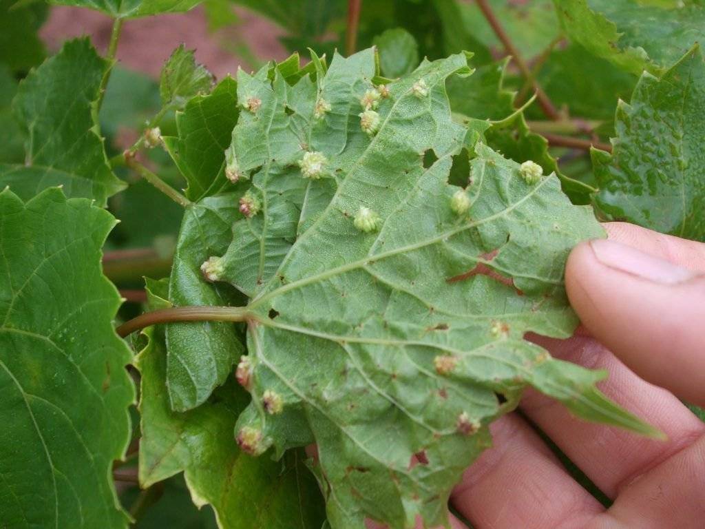 Филлоксера или виноградная тля - опасный вредитель винограда | аграрный сектор