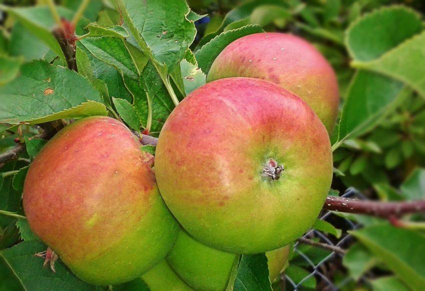Описание сорта яблони жебровское: фото яблок, важные характеристики, урожайность с дерева