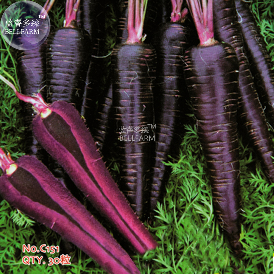 Описание полезных свойств фиолетовой моркови и особенностей выращивания с фото